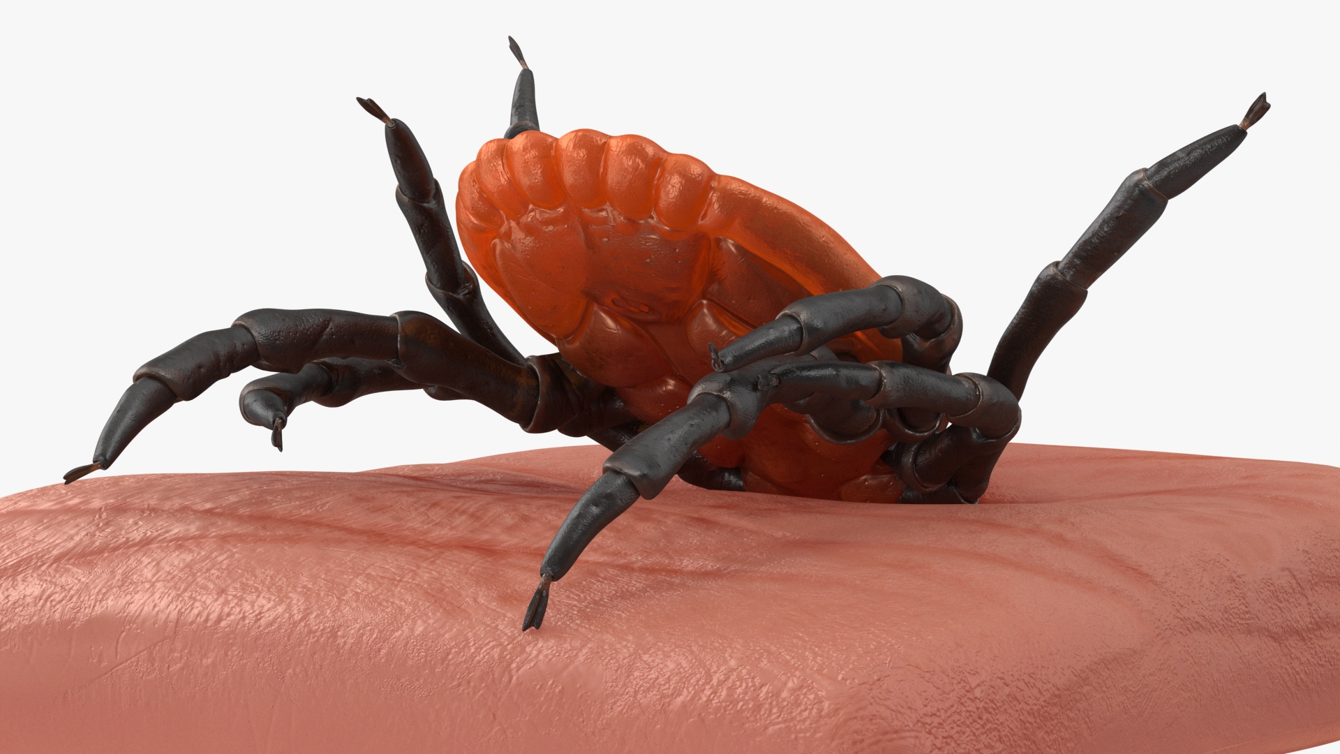 3D Tick Stuck in Skin model