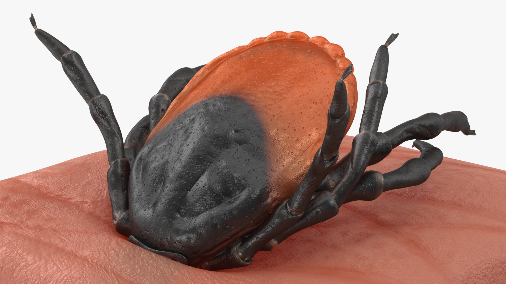 3D Tick Stuck in Skin model