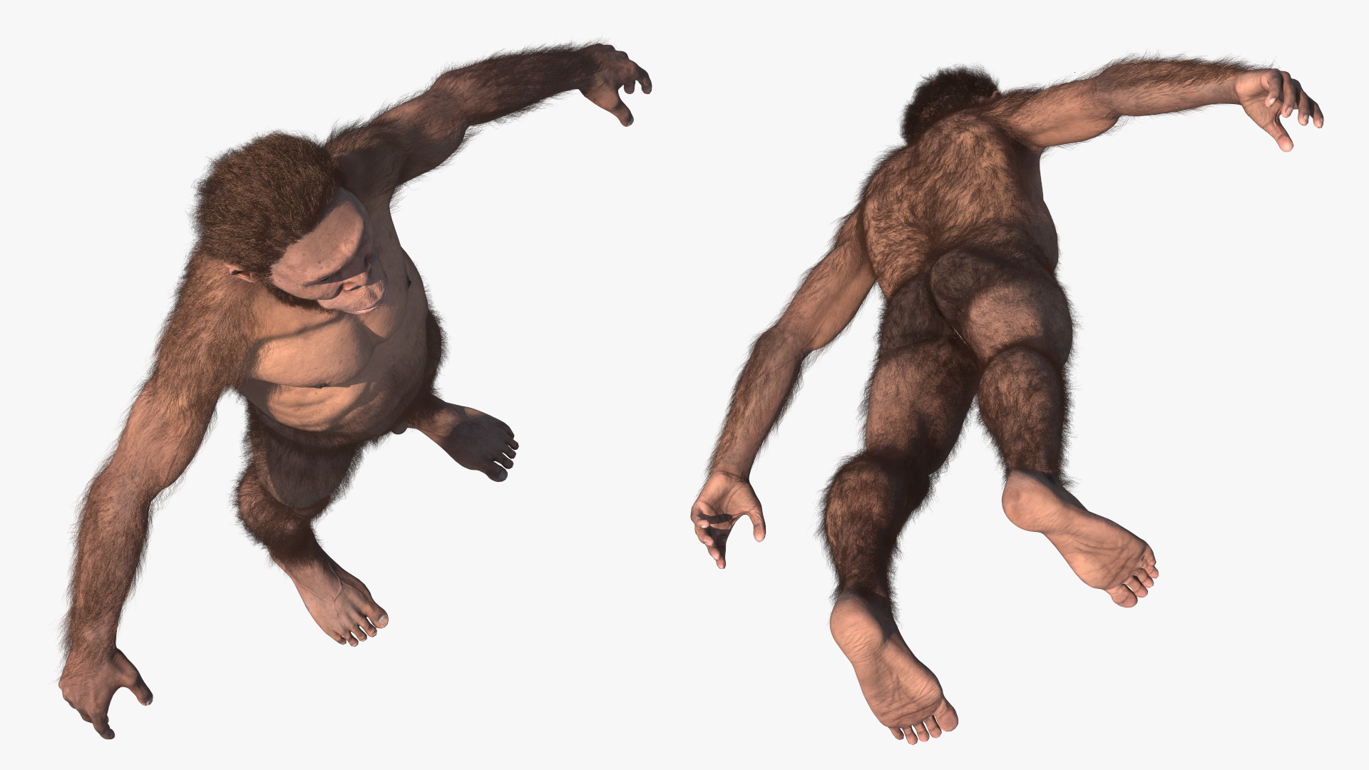 3D Homo Habilis Fur