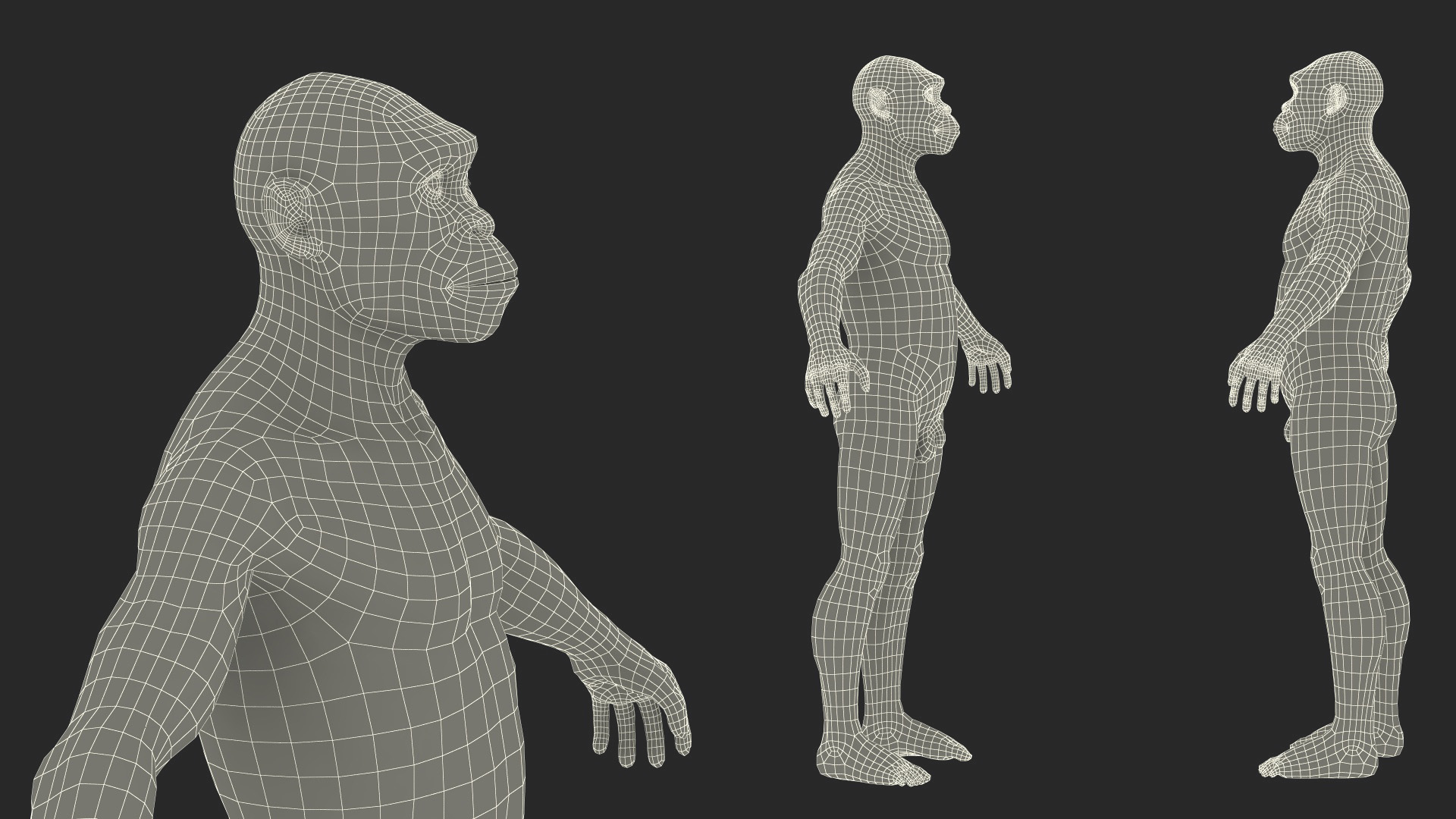 3D Homo Habilis Fur