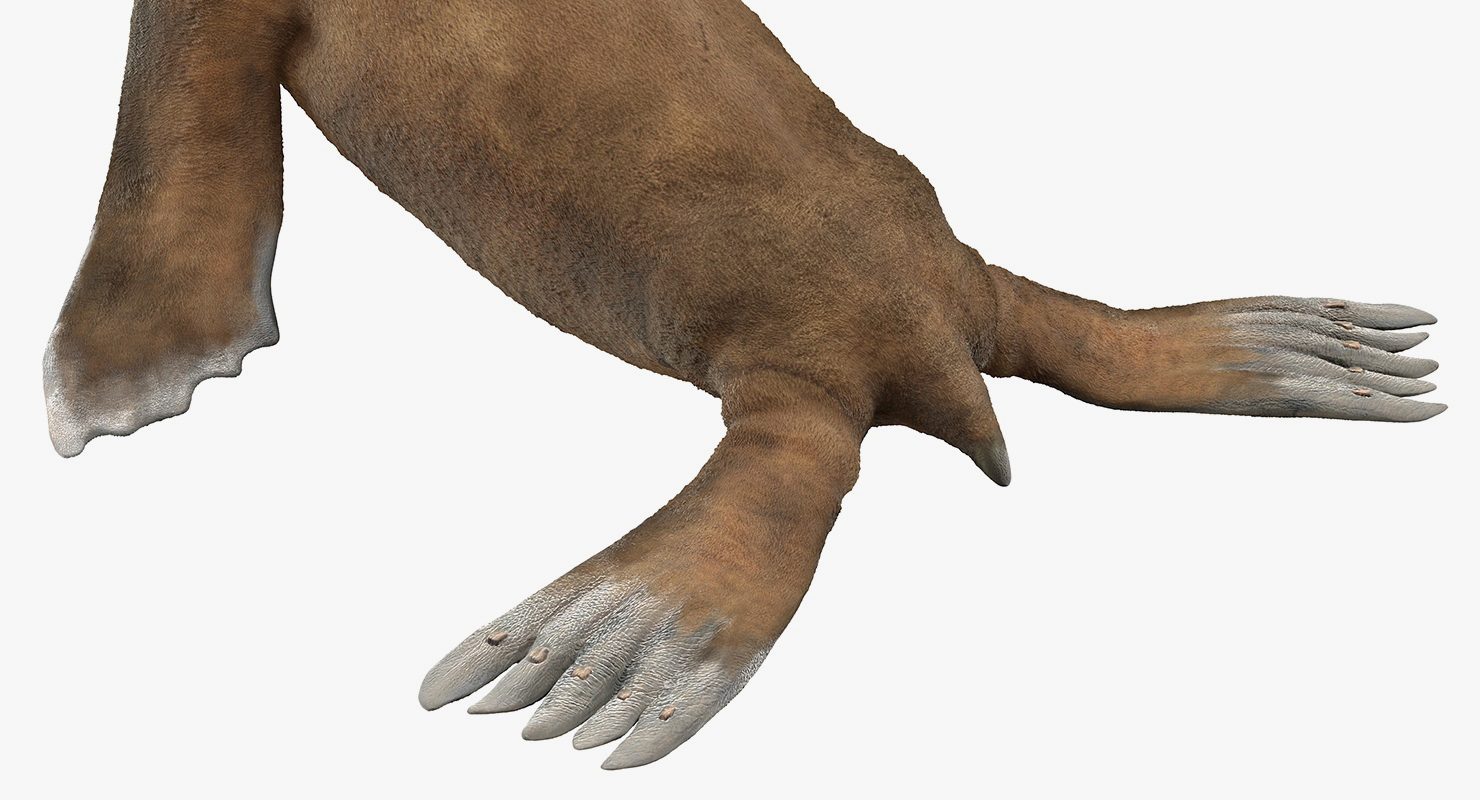 3D model Baby Sea Lion Rigged