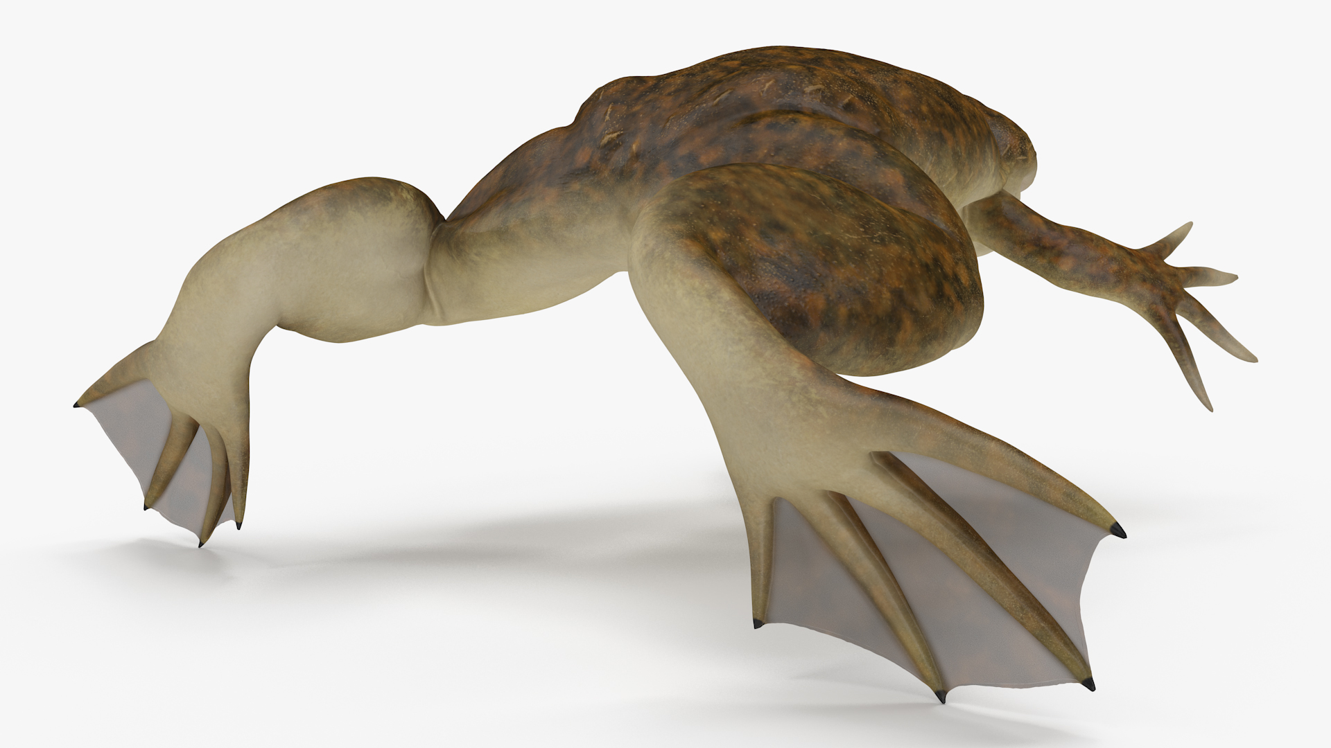 3D model African Claw-toe Frog Standard Pose