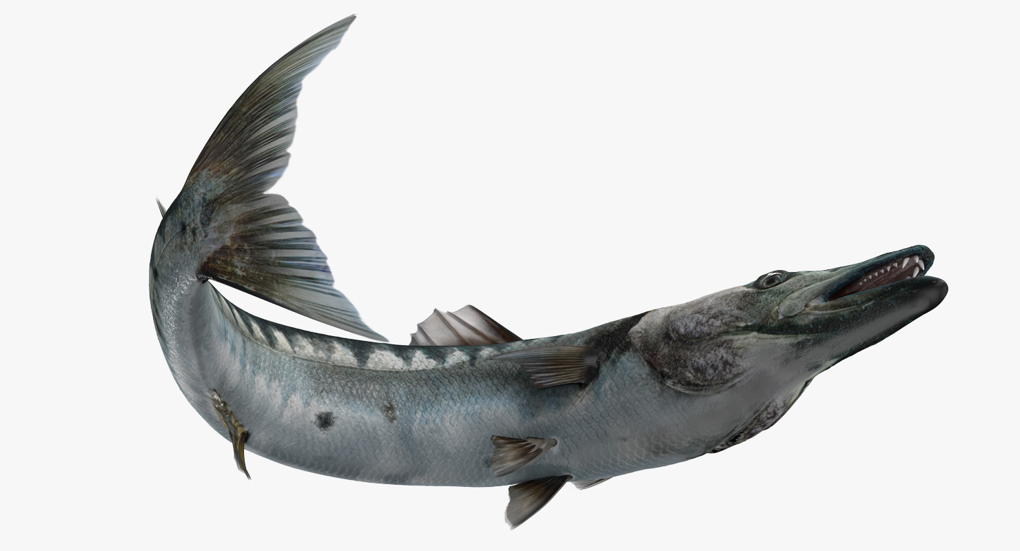 3D Barracuda Fish Pose 3