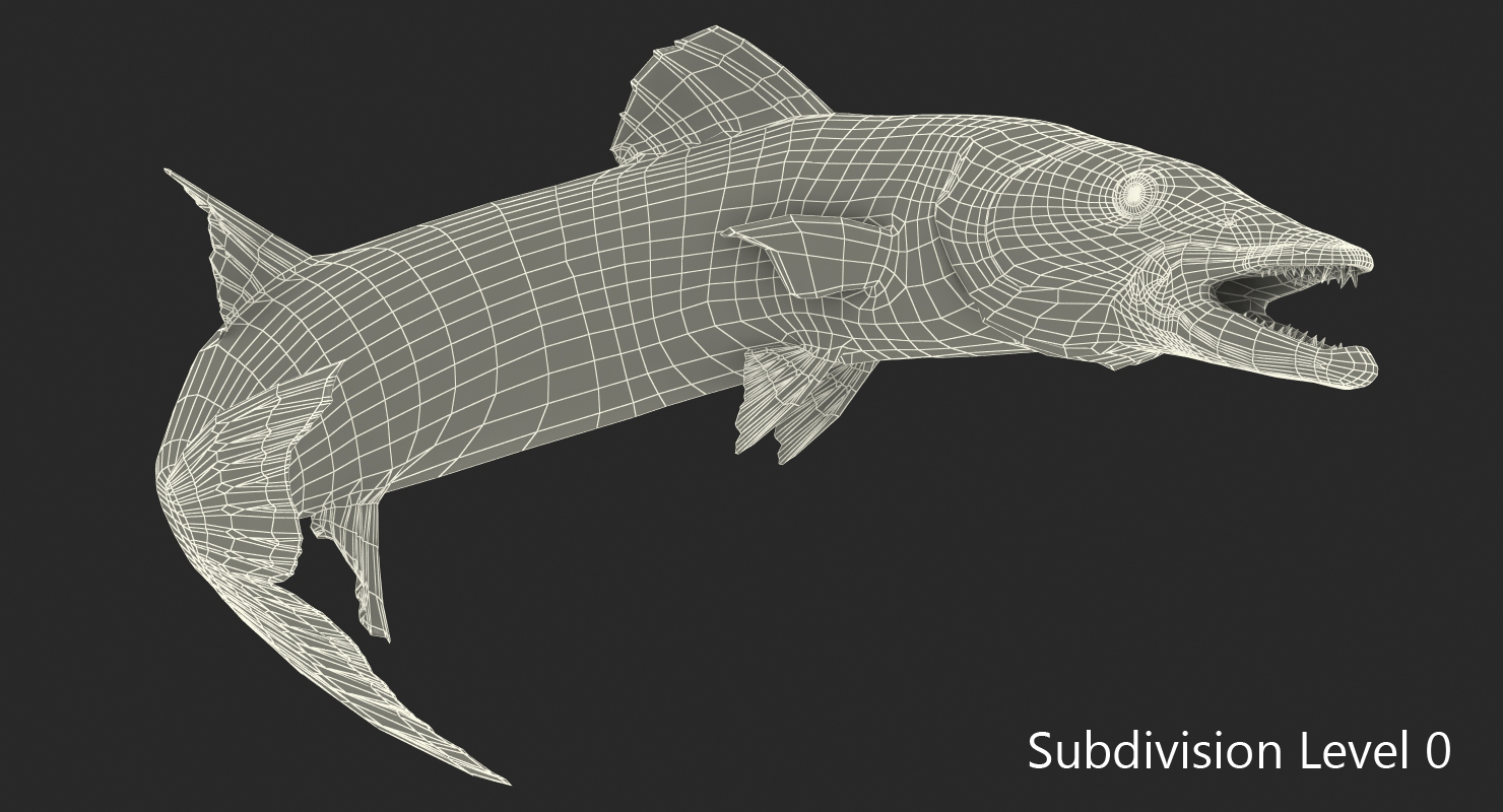 3D Barracuda Fish Pose 3