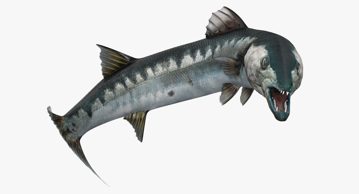 3D Barracuda Fish Pose 3