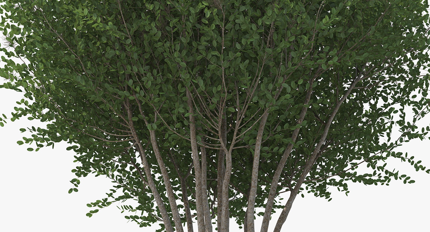 3D model Big Bush