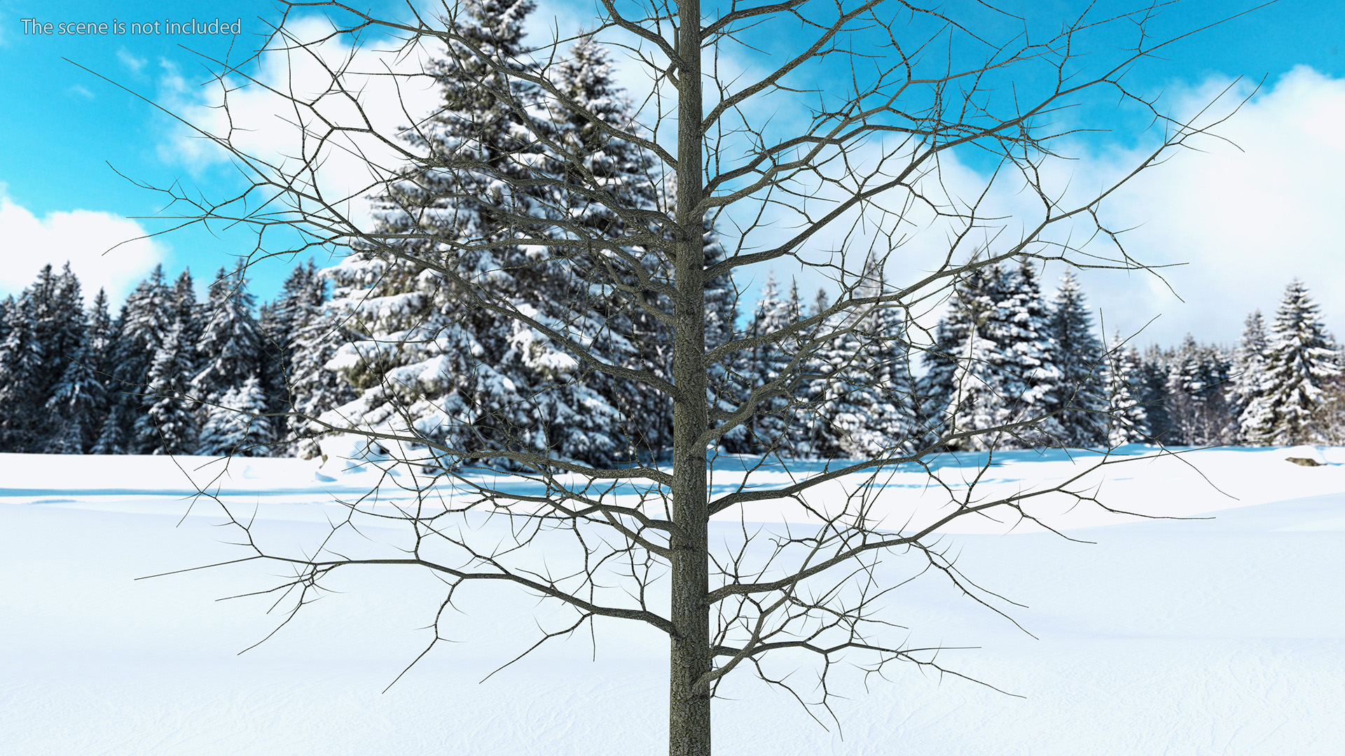 3D model Winter Bare Oak Tree