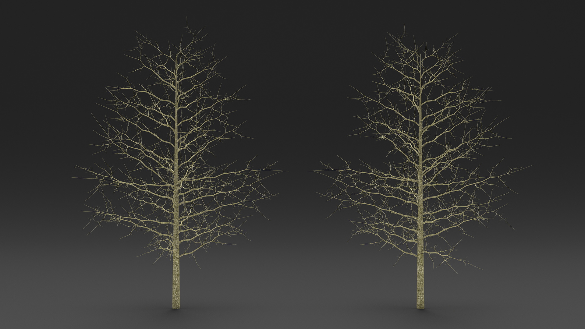 3D model Winter Bare Oak Tree