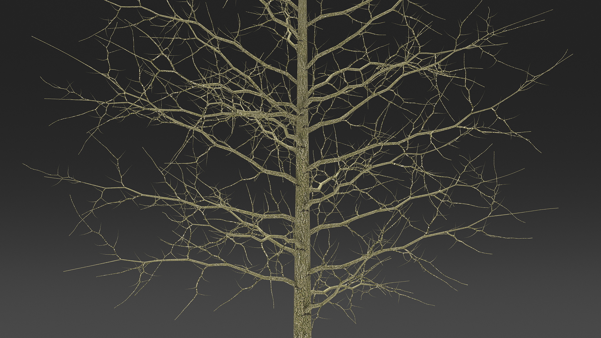 3D model Winter Bare Oak Tree