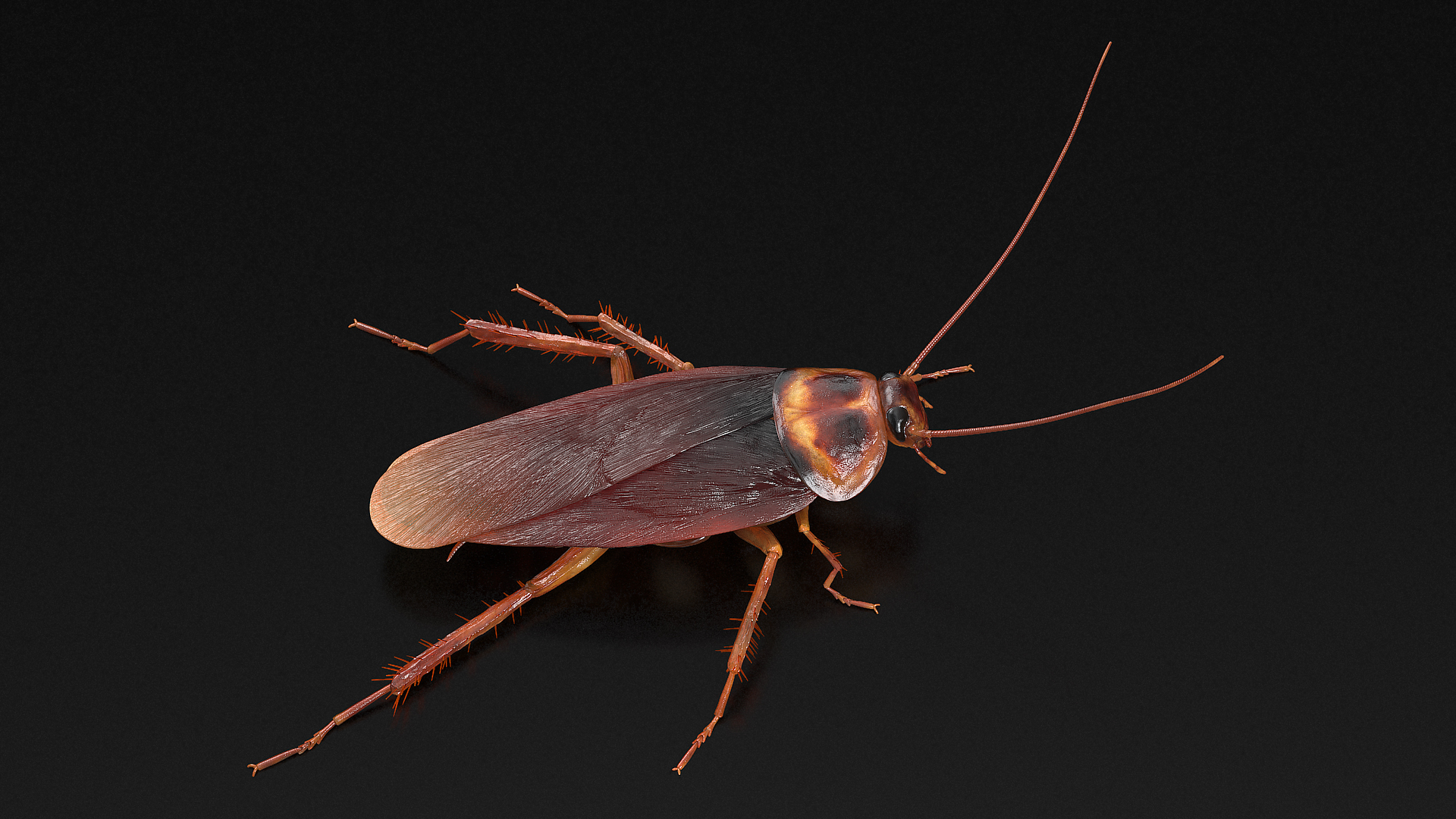 3D Animated Cockroach Running Rigged model