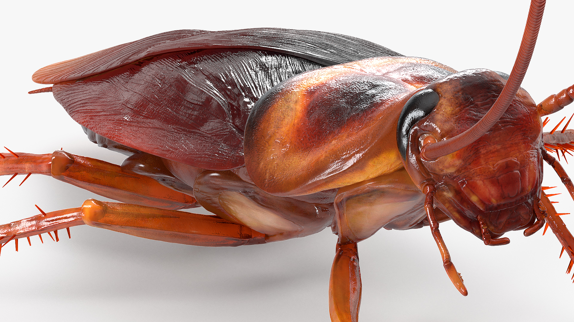 3D Animated Cockroach Running Rigged model