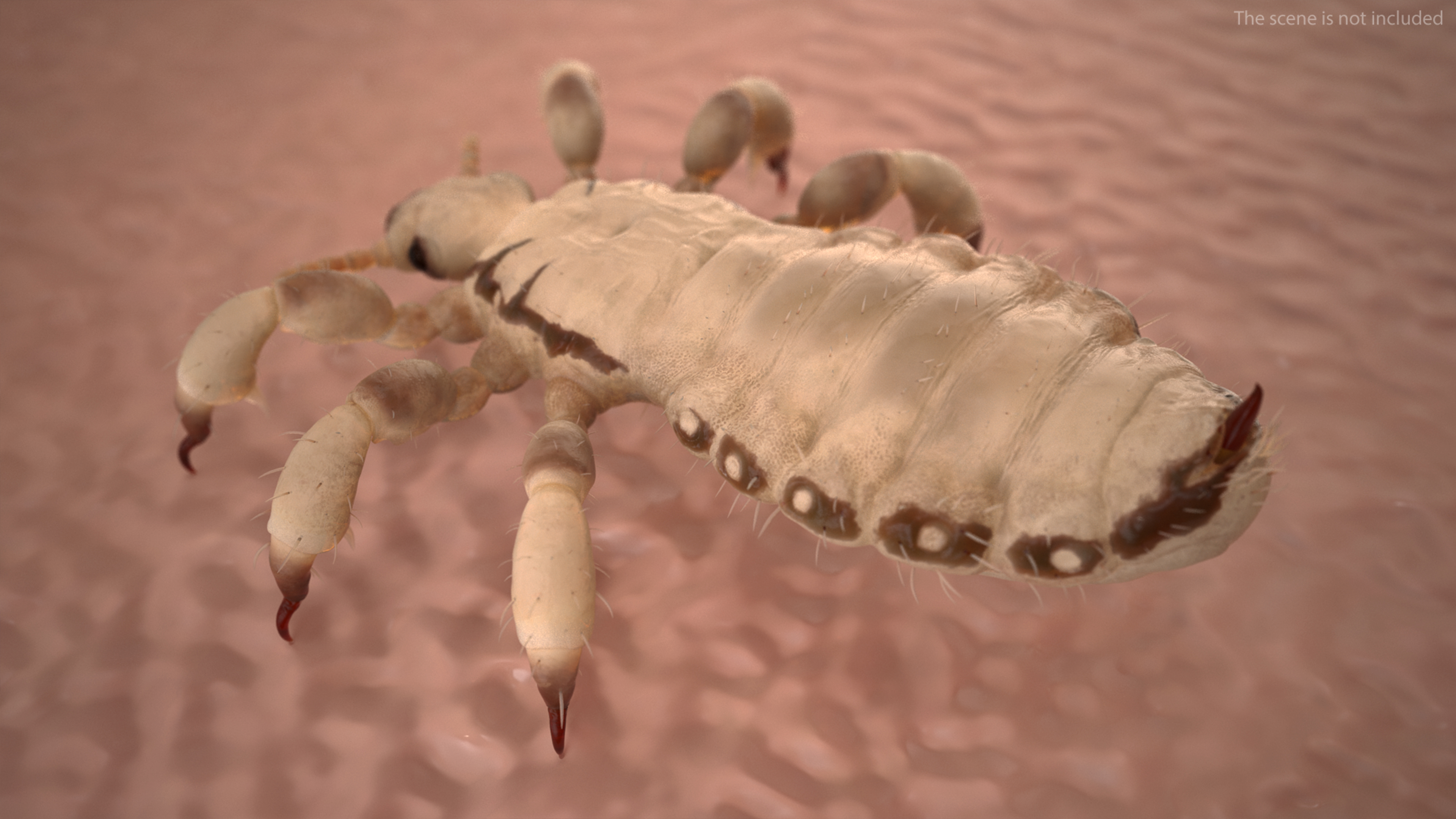 3D Phthiraptera White SSS Rigged for Maya model