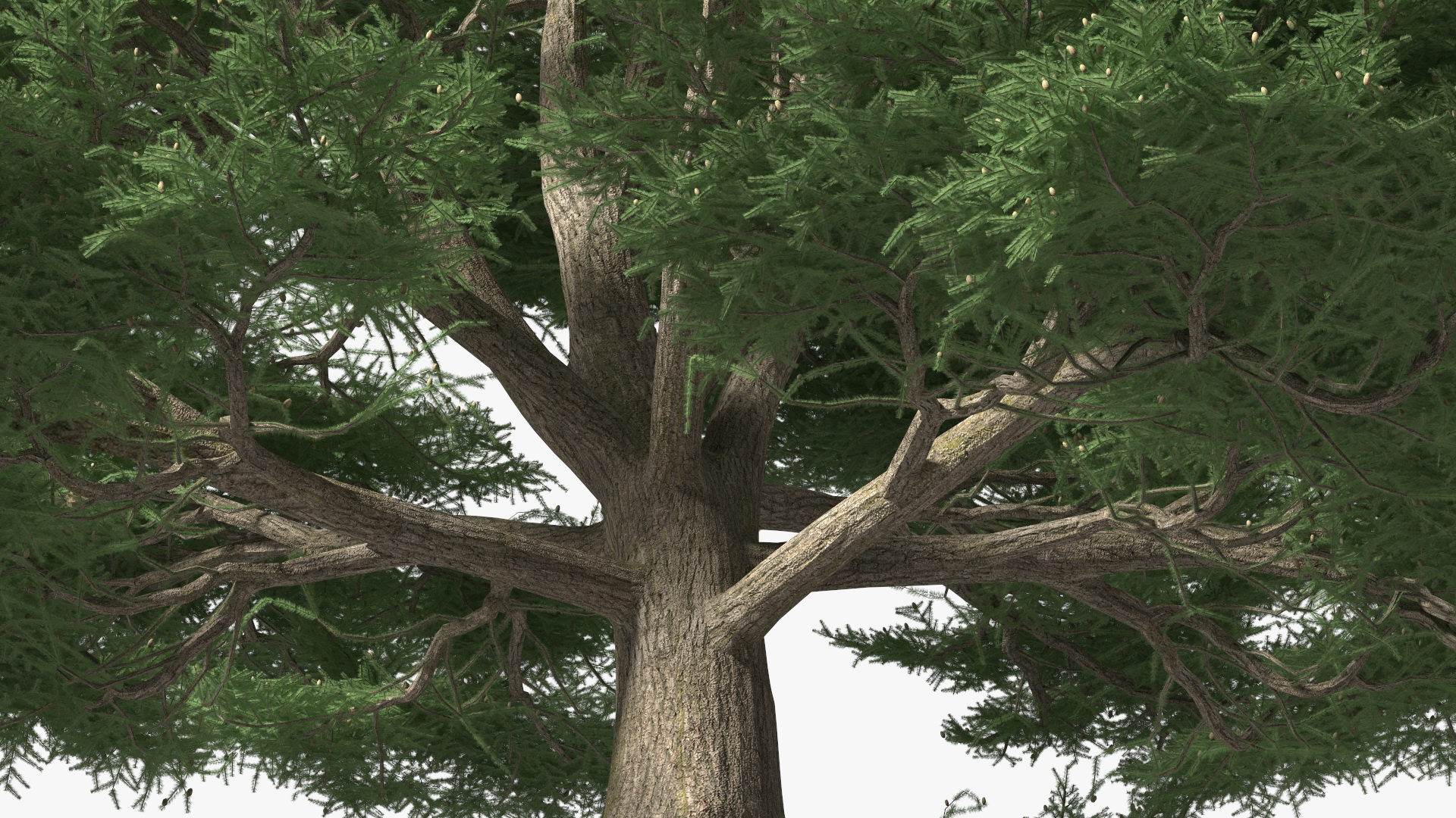 3D Cedrus Libani Big Green Tree model