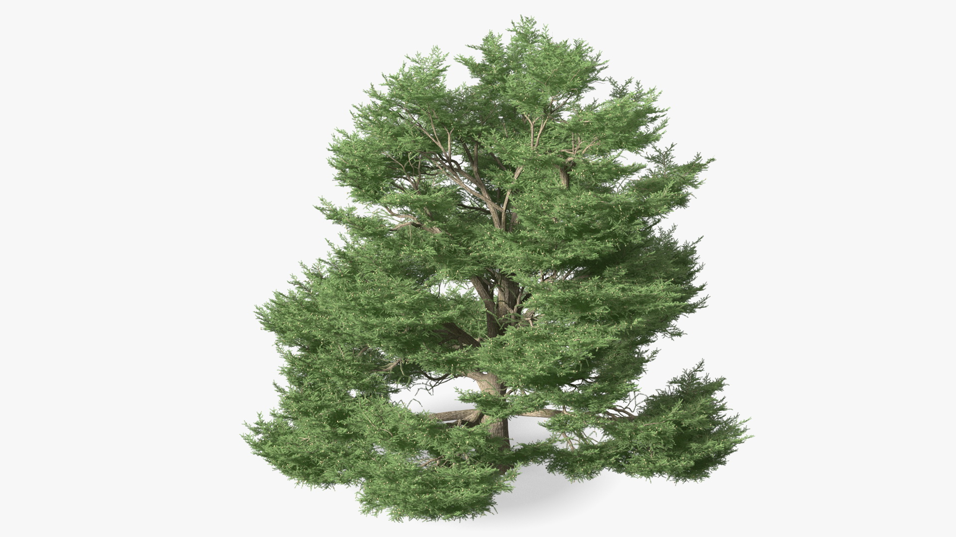 3D Cedrus Libani Big Green Tree model