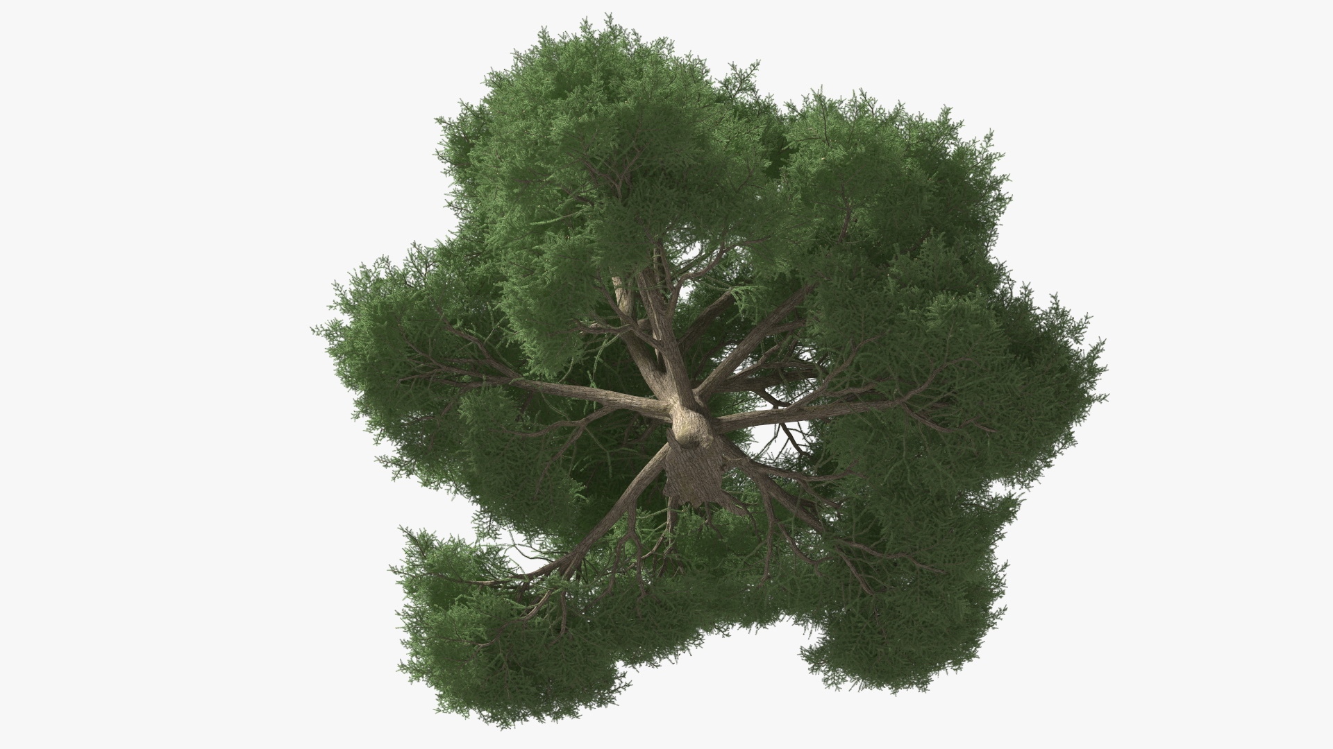 3D Cedrus Libani Big Green Tree model