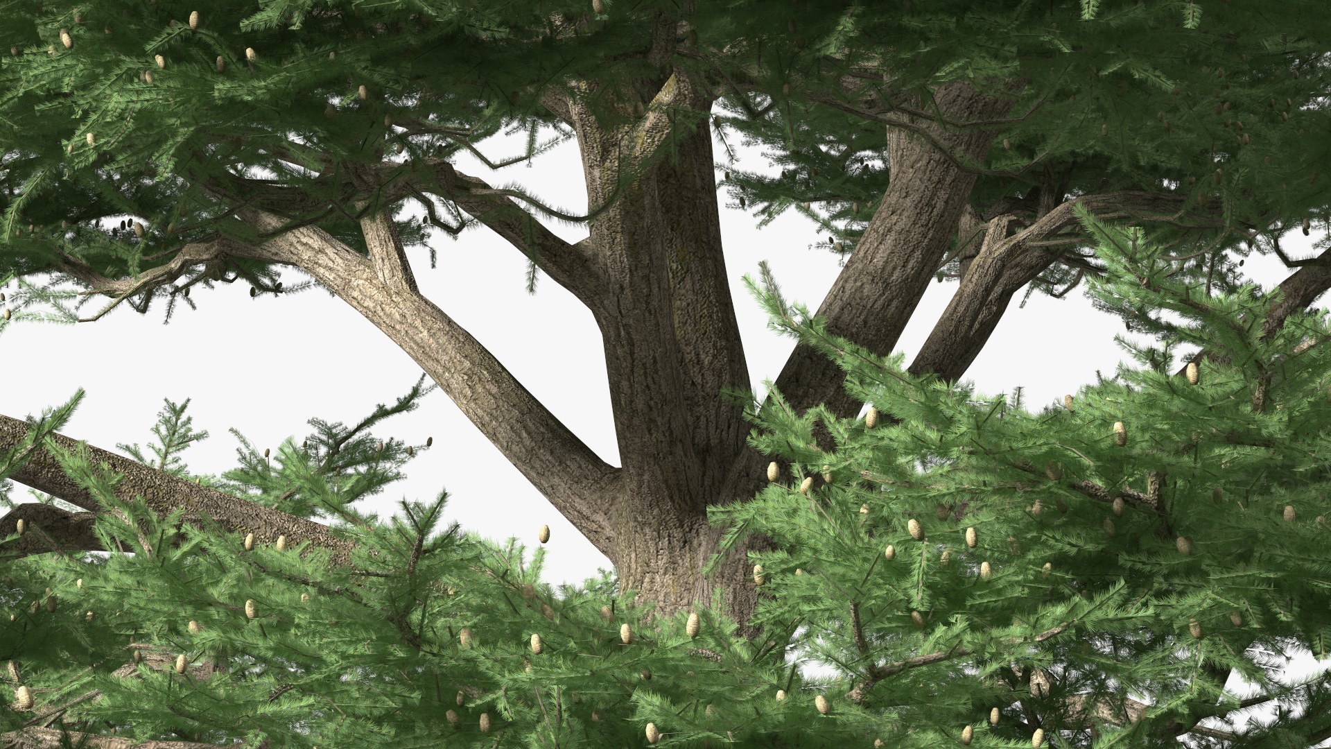 3D Cedrus Libani Big Green Tree model