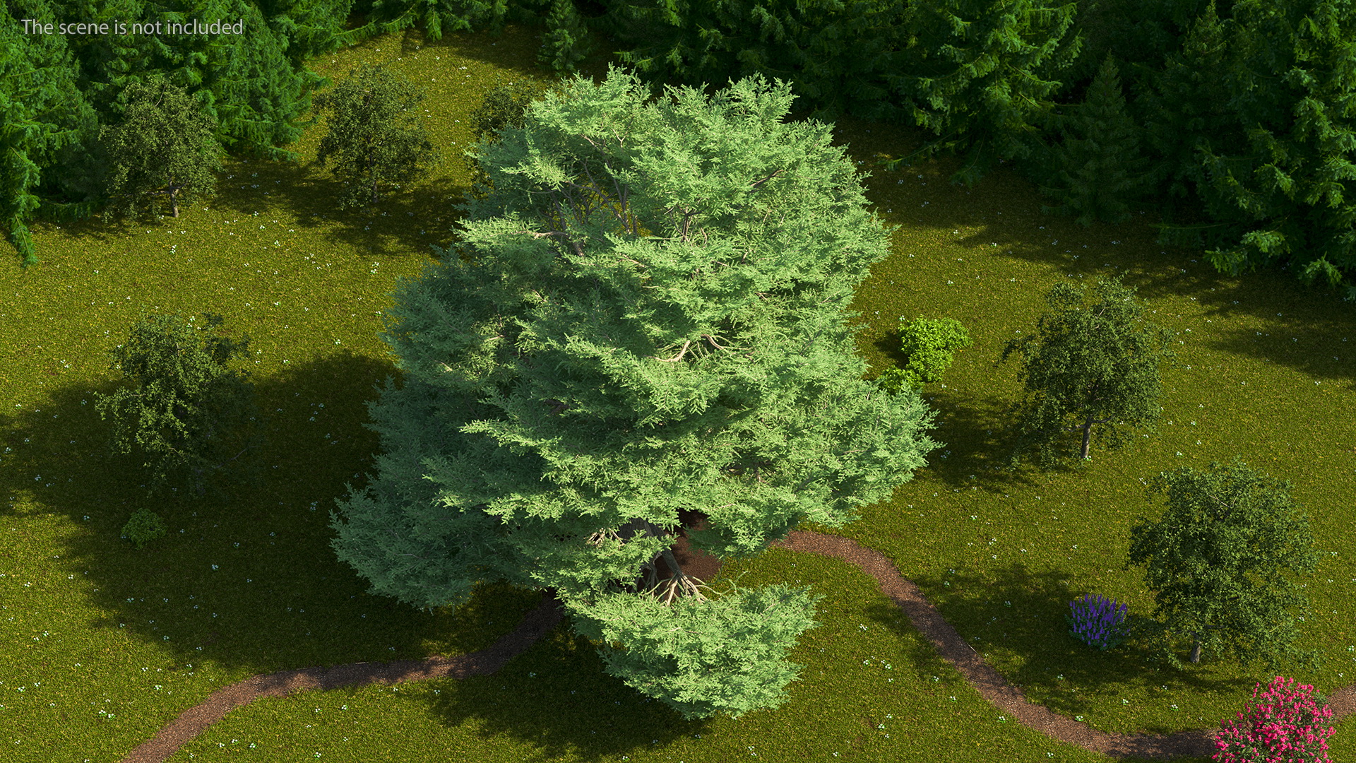 3D Cedrus Libani Big Green Tree model