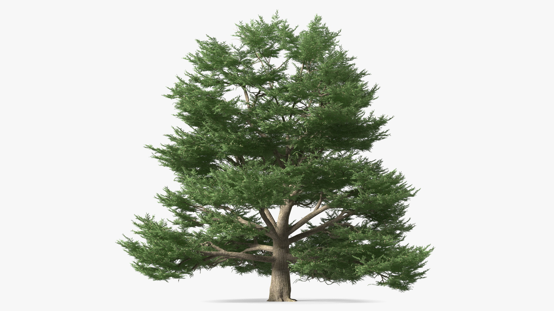 3D Cedrus Libani Big Green Tree model