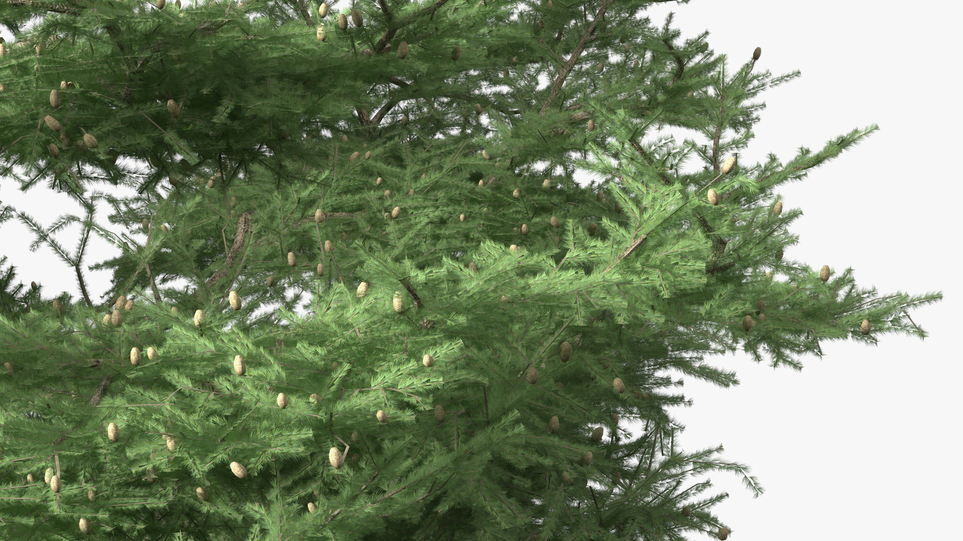 3D Cedrus Libani Big Green Tree model