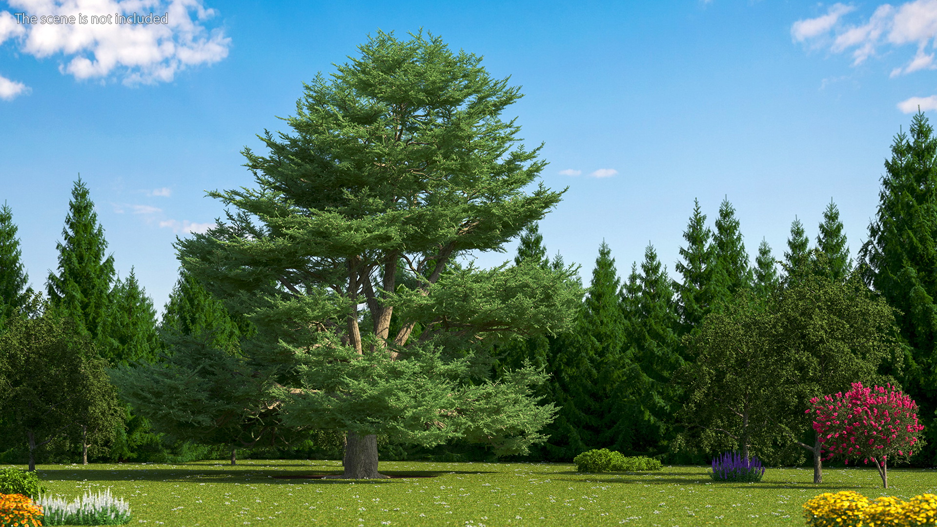 3D Cedrus Libani Big Green Tree model