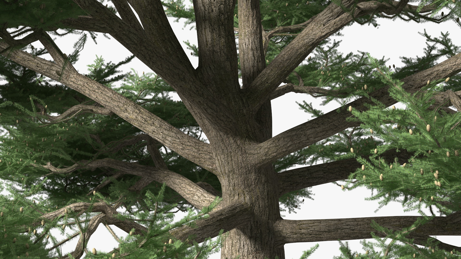 3D Cedrus Libani Big Green Tree model