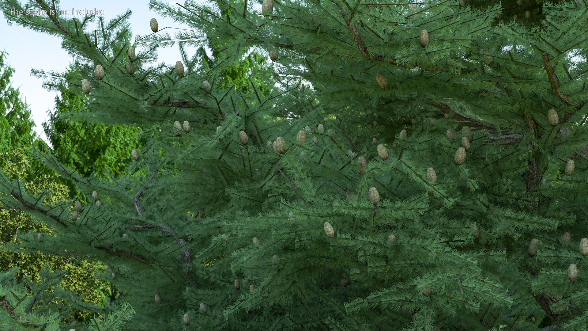 3D Cedrus Libani Big Green Tree model