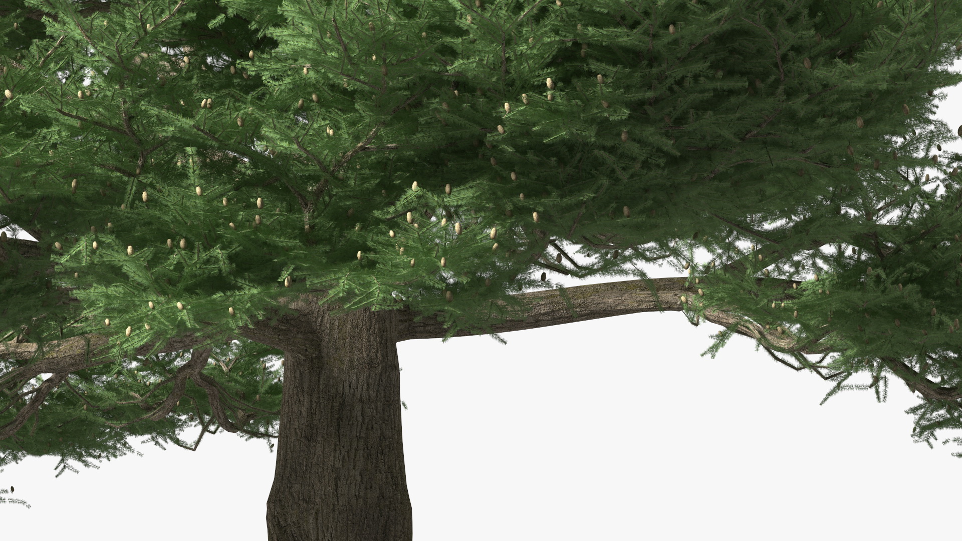 3D Cedrus Libani Big Green Tree model