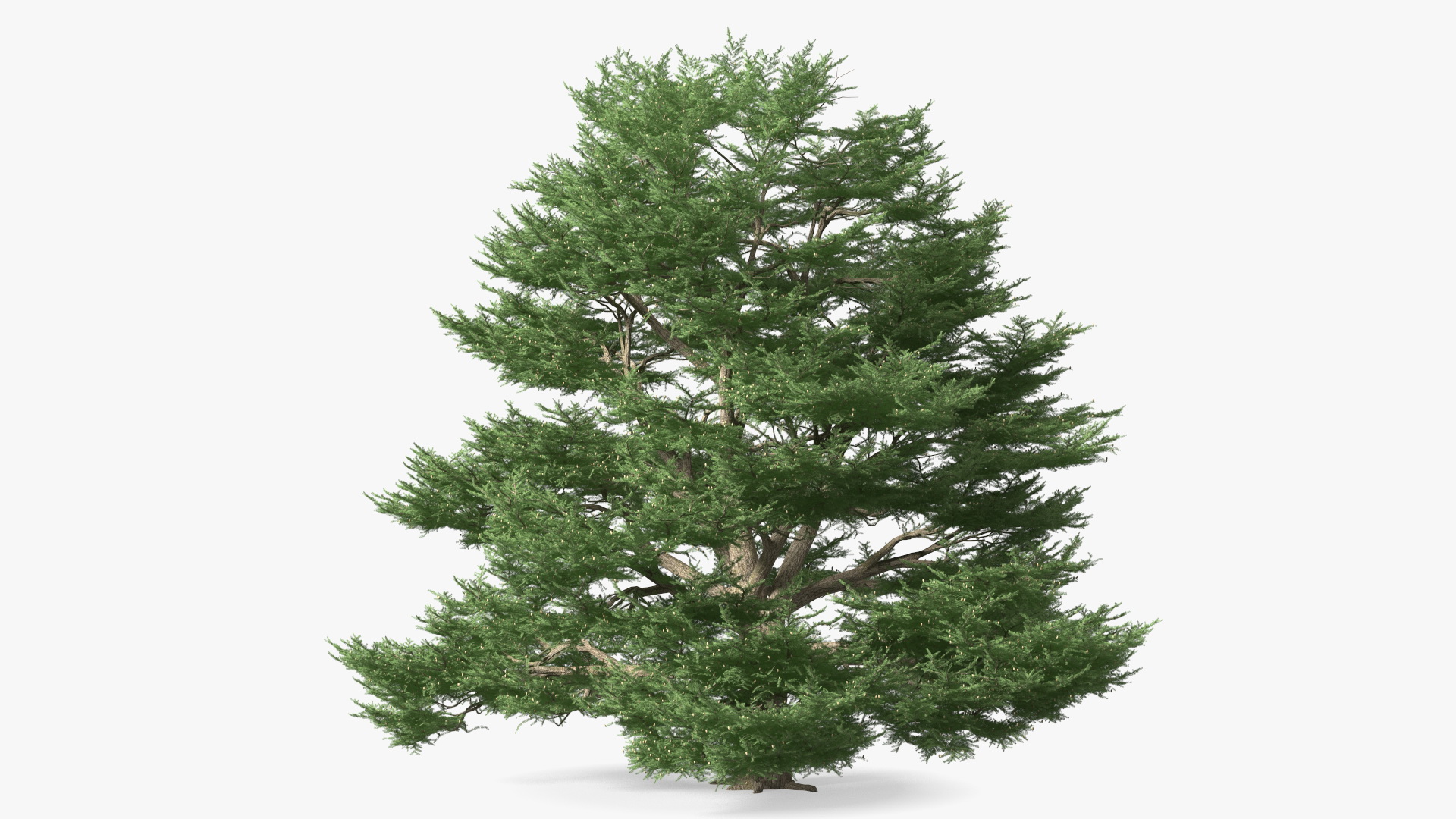 3D Cedrus Libani Big Green Tree model