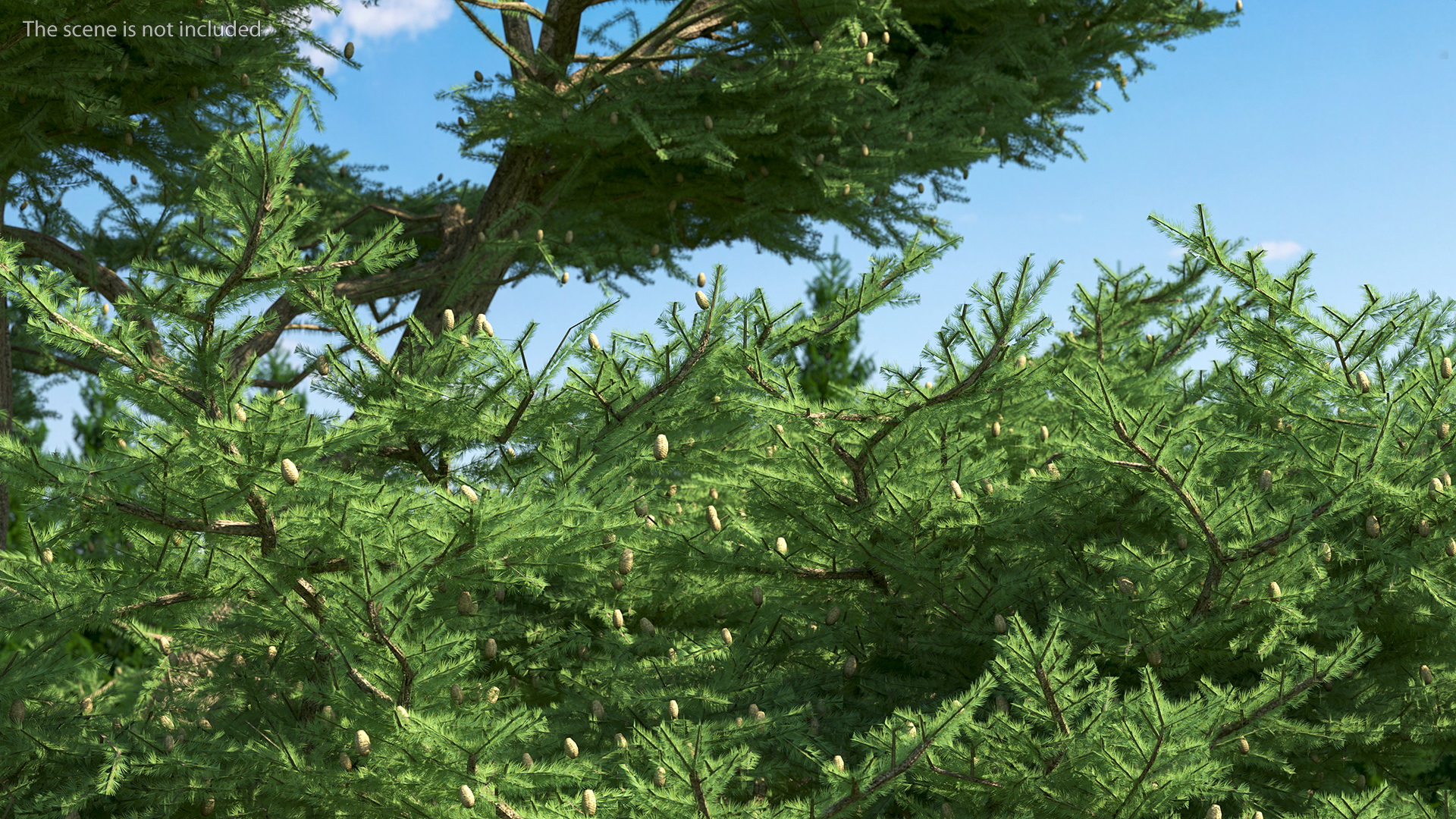 3D Cedrus Libani Big Green Tree model