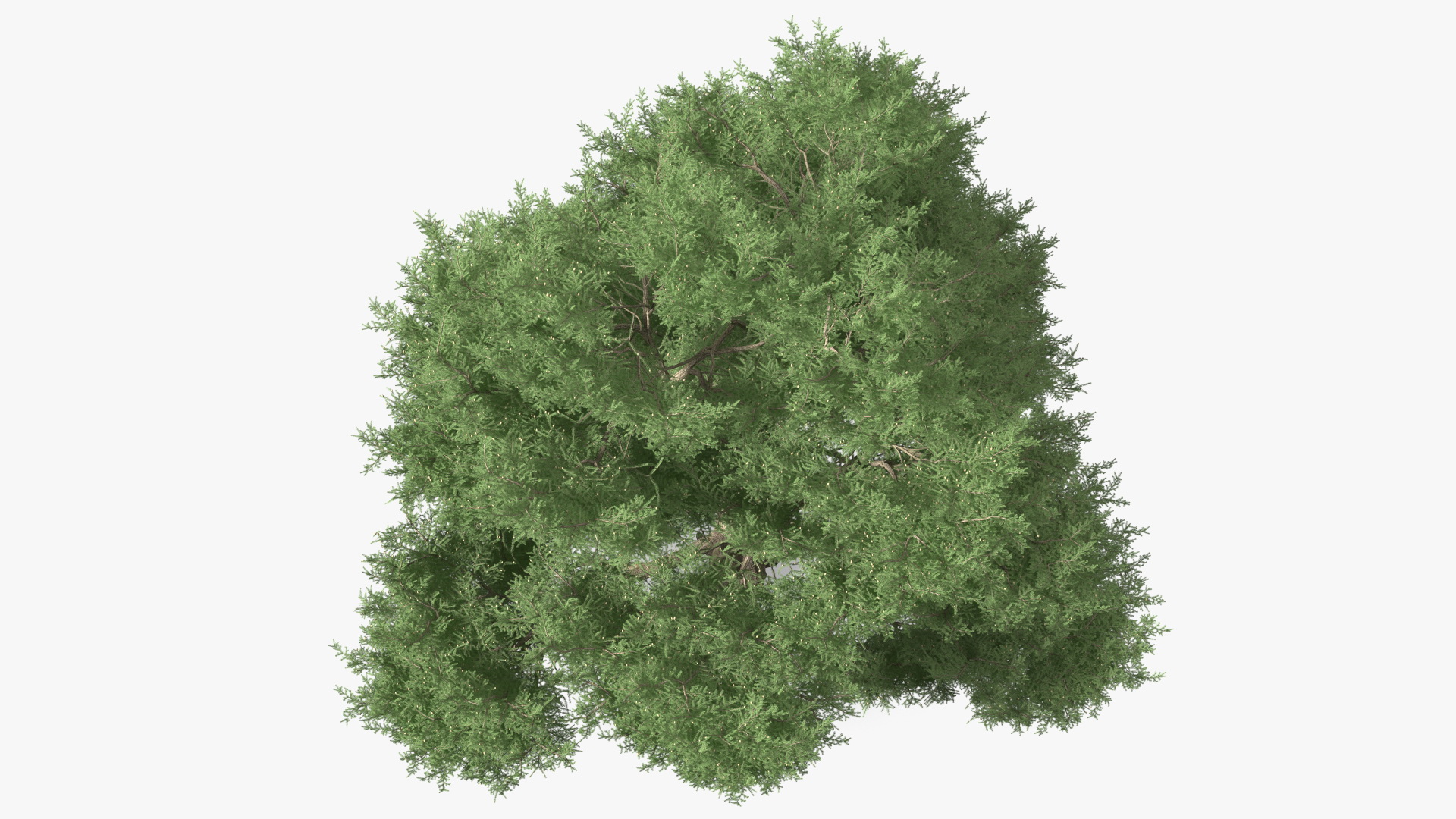 3D Cedrus Libani Big Green Tree model