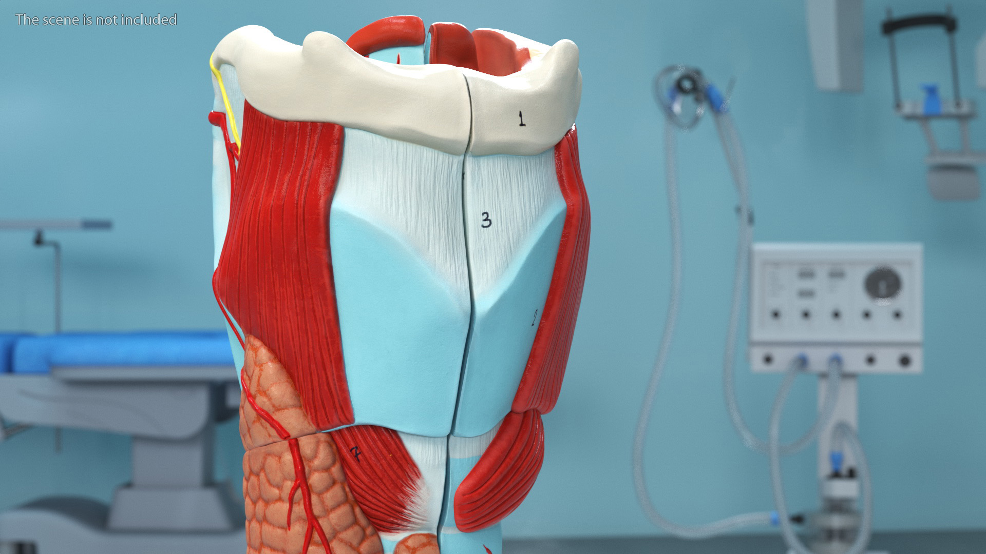 3D model Larynx Medical Model Assembled