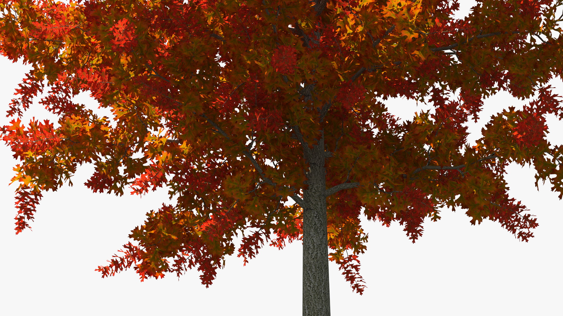 3D model Autumn Oak Tree