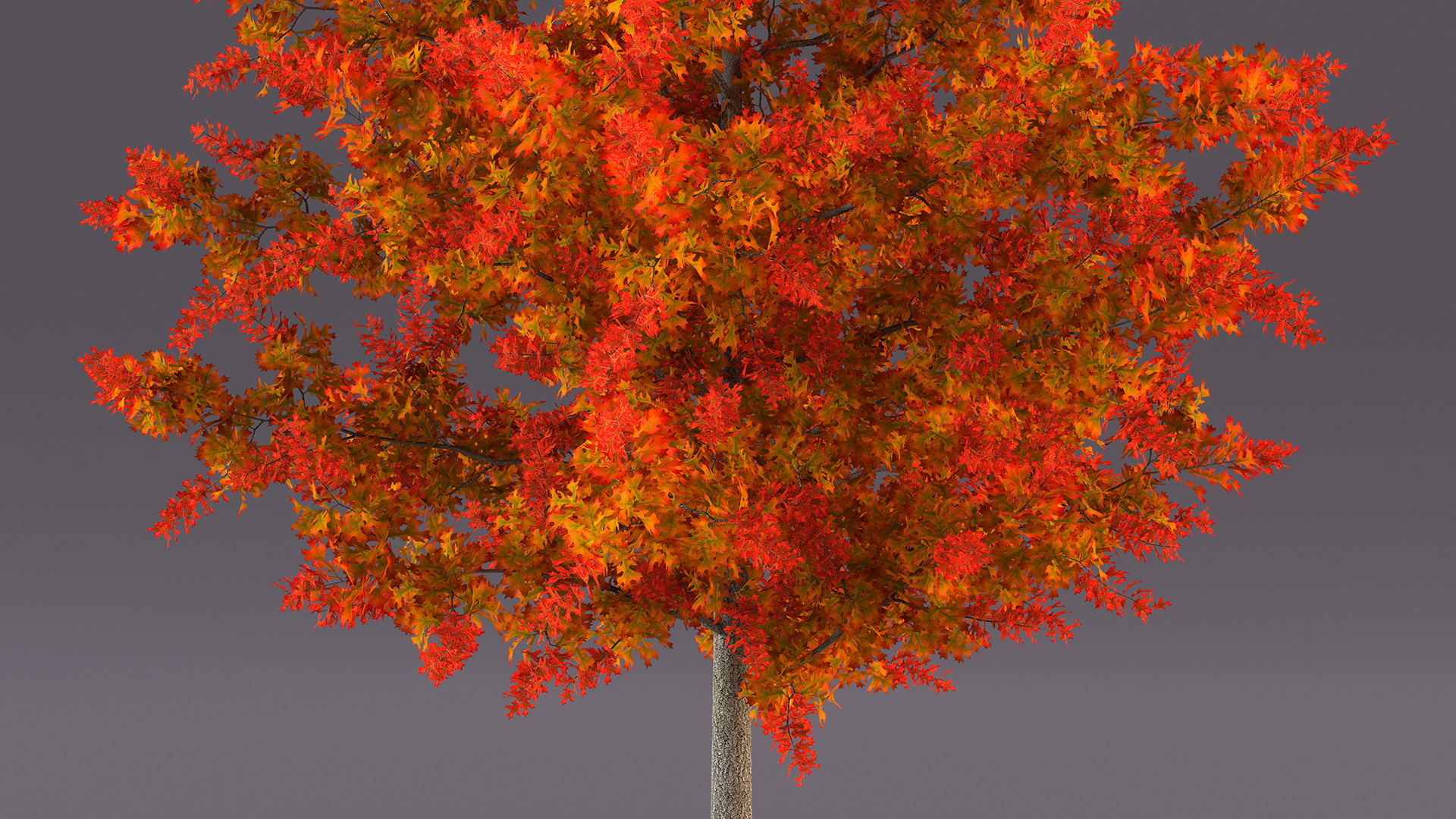 3D model Autumn Oak Tree