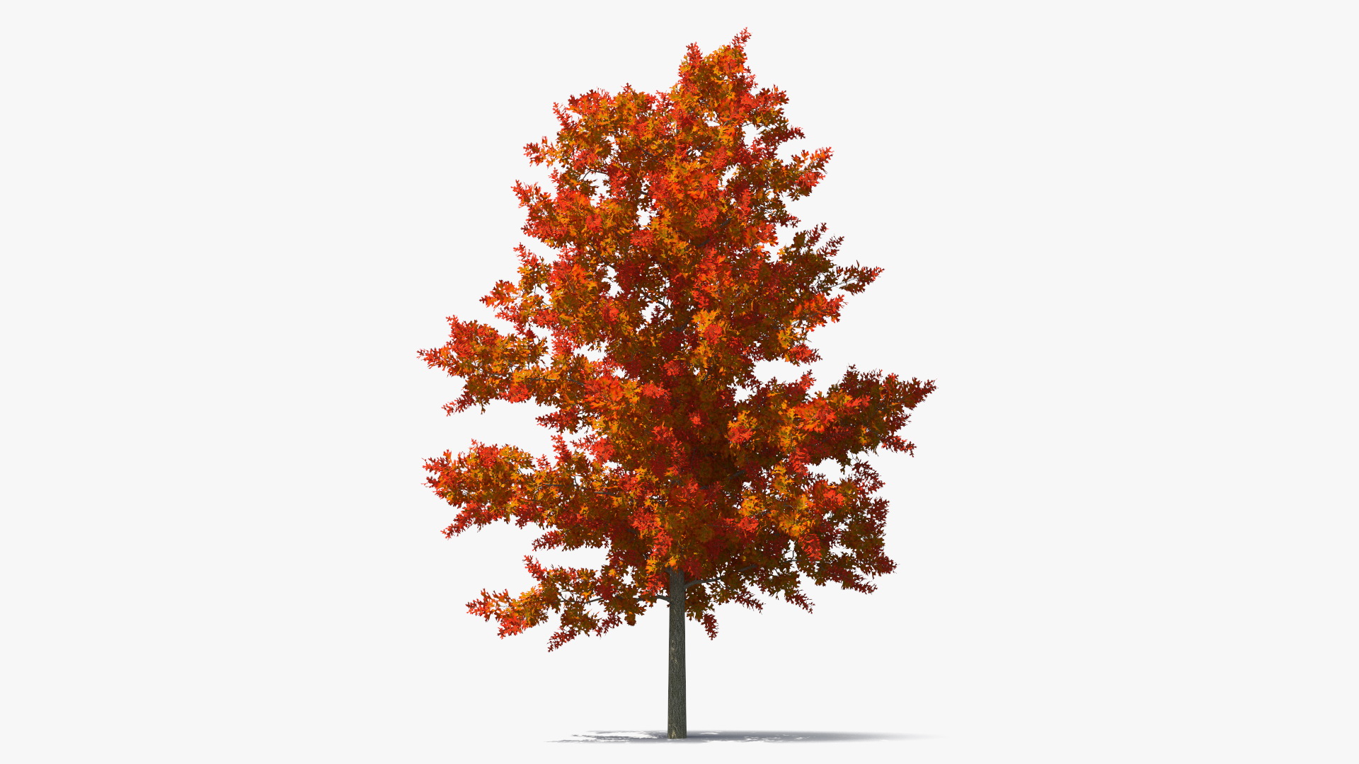 3D model Autumn Oak Tree