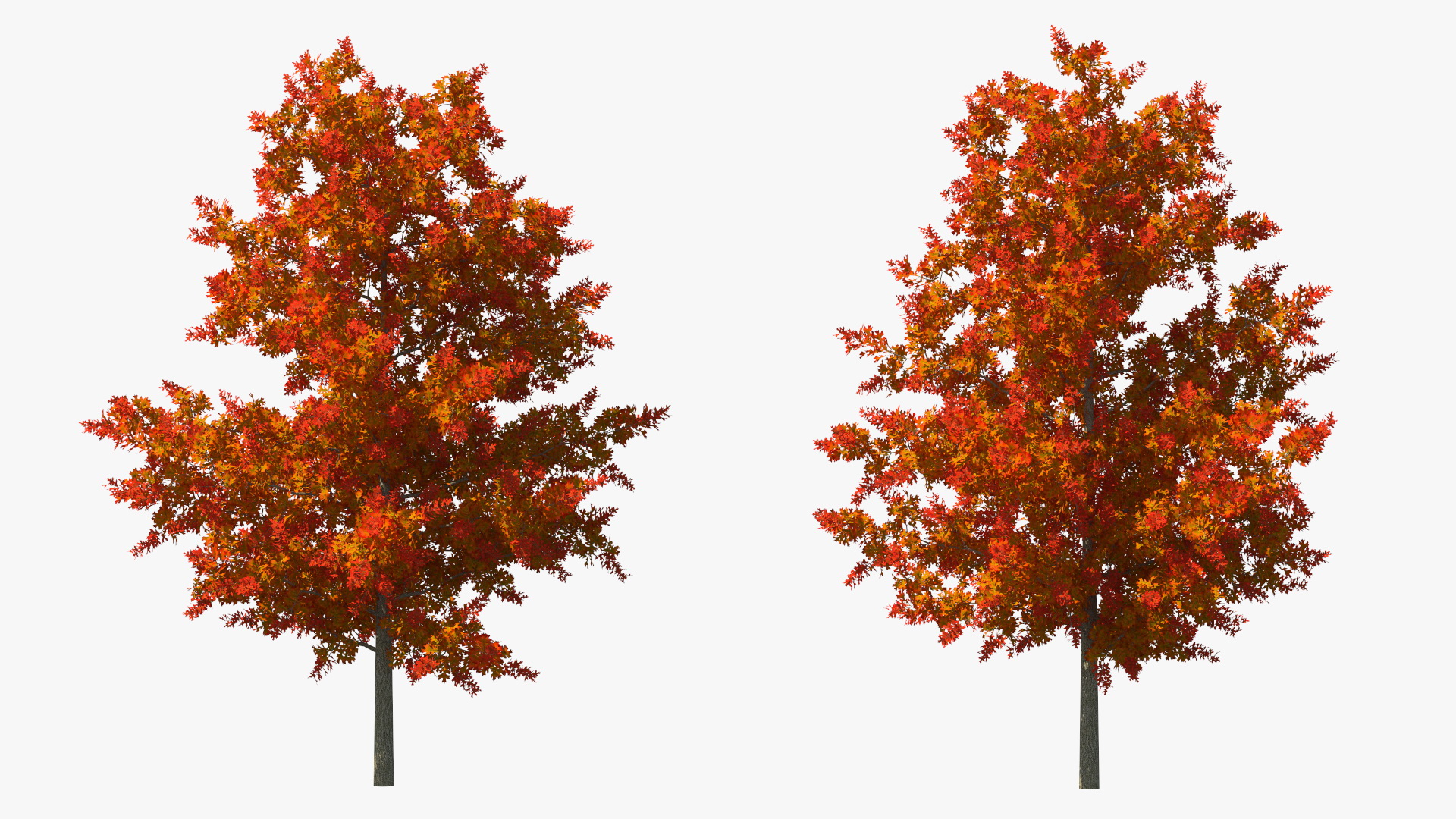 3D model Autumn Oak Tree