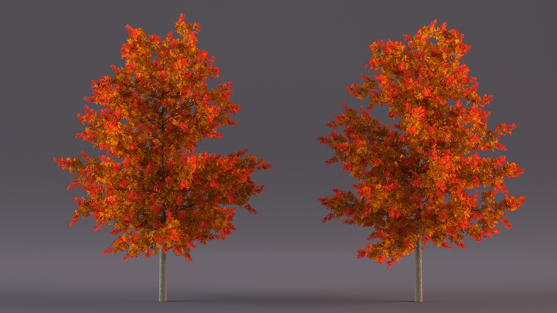 3D model Autumn Oak Tree