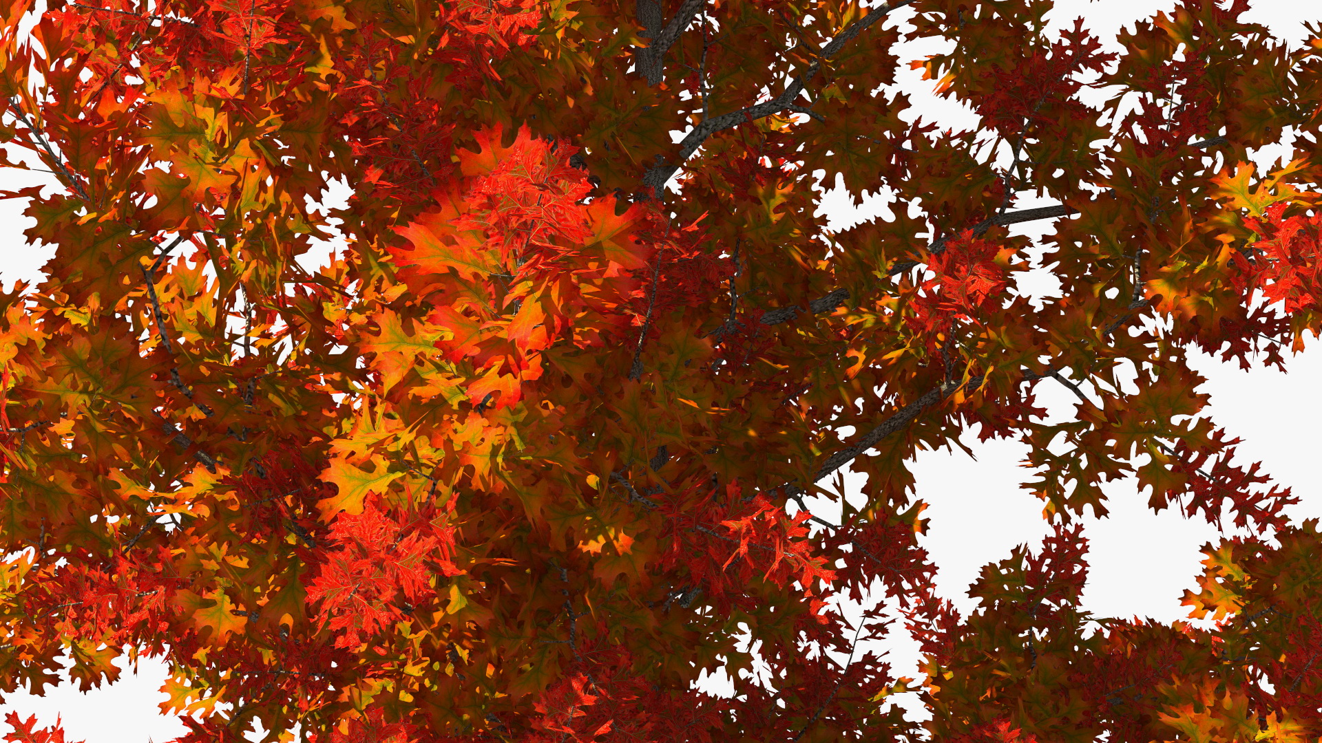 3D model Autumn Oak Tree