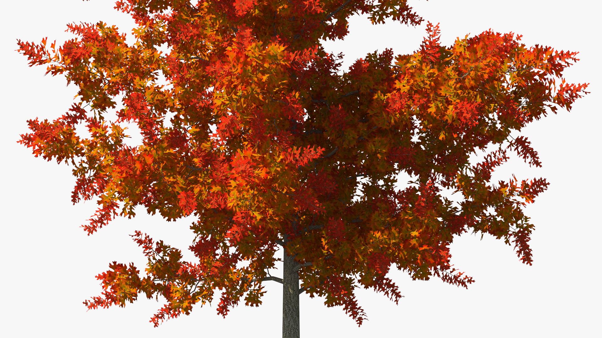 3D model Autumn Oak Tree