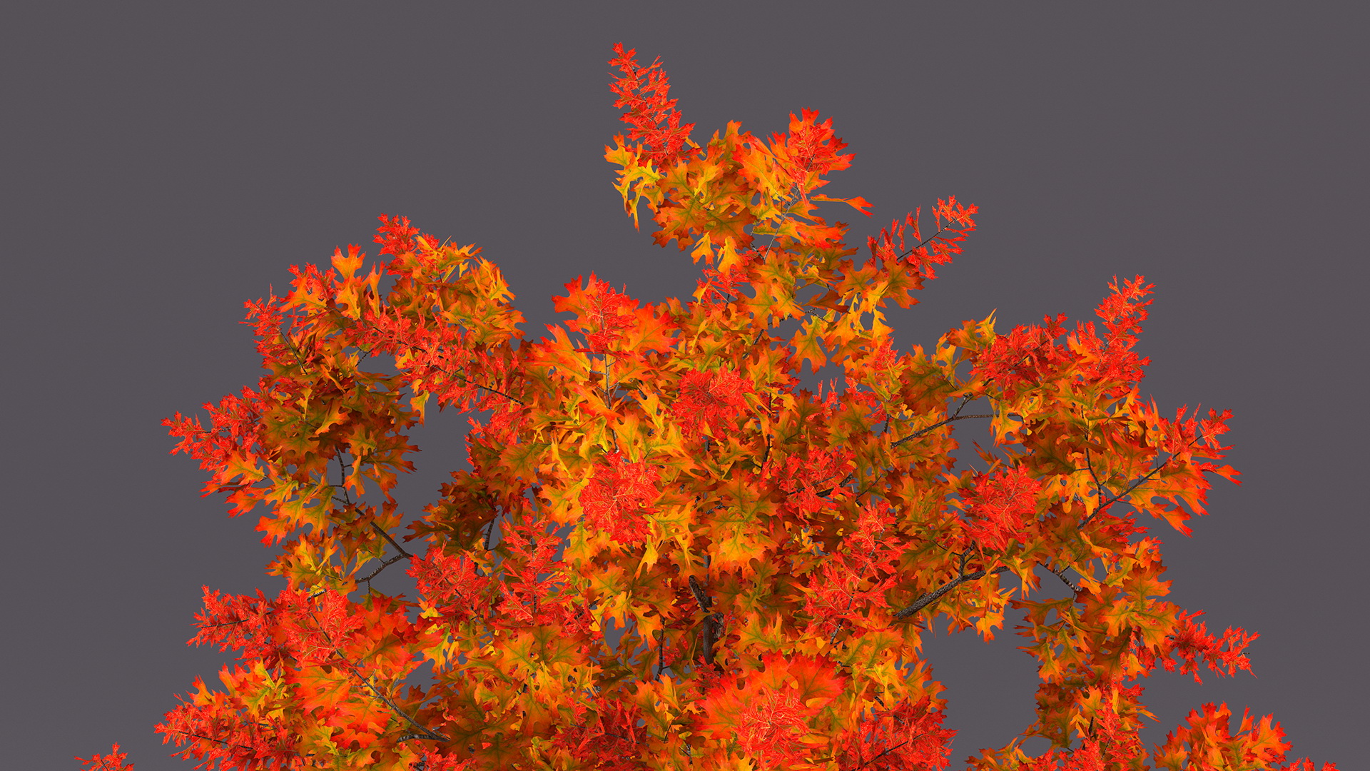 3D model Autumn Oak Tree