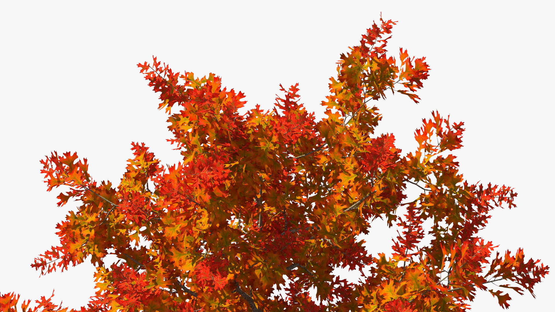 3D model Autumn Oak Tree