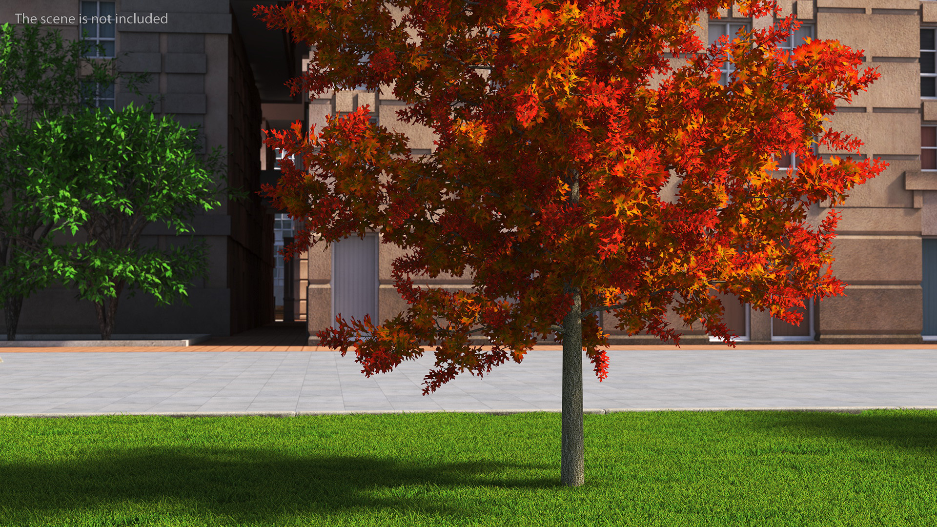 3D model Autumn Oak Tree