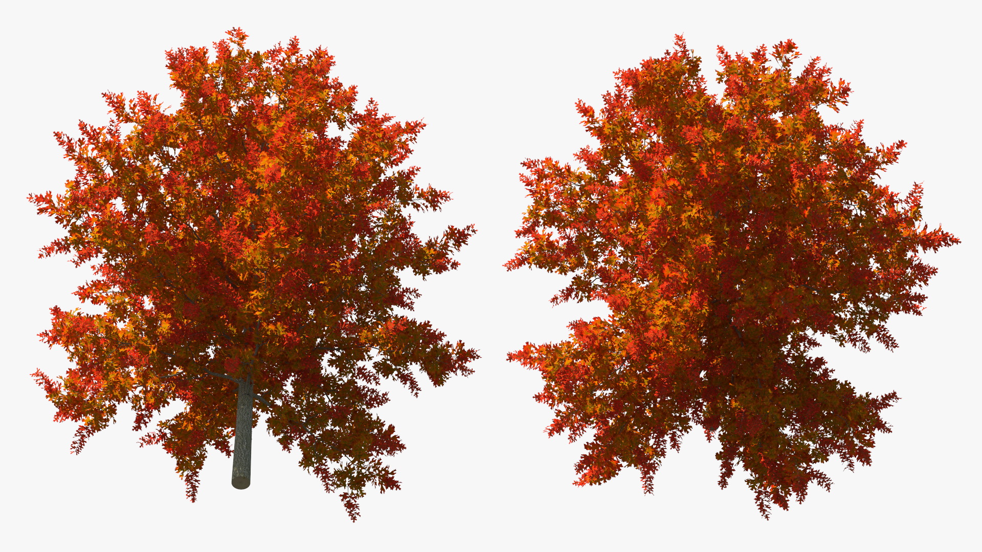 3D model Autumn Oak Tree