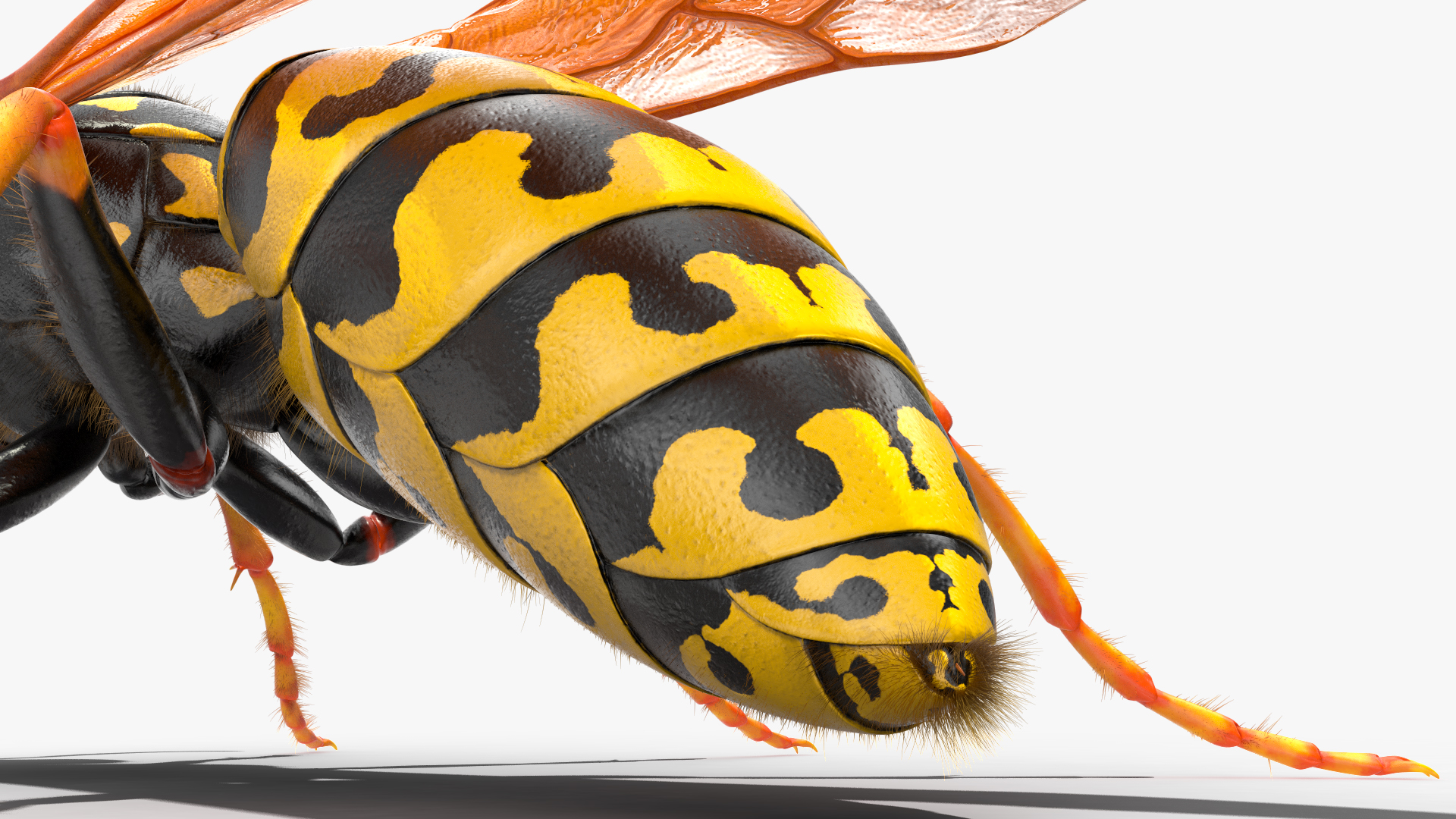 Wasp Standing Pose Fur 3D