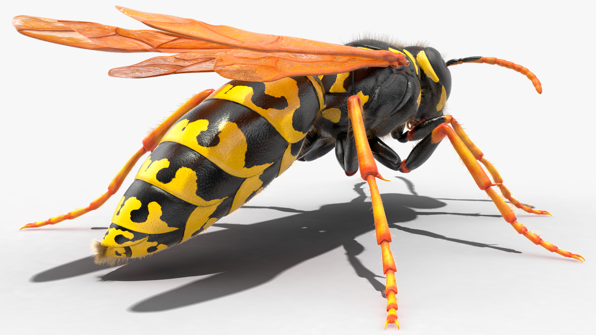 Wasp Standing Pose Fur 3D