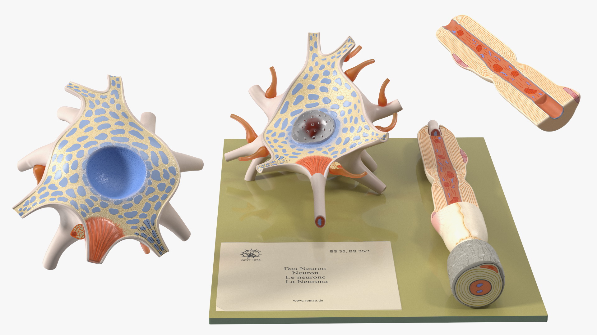 Human Neuron Model on Stand 3D