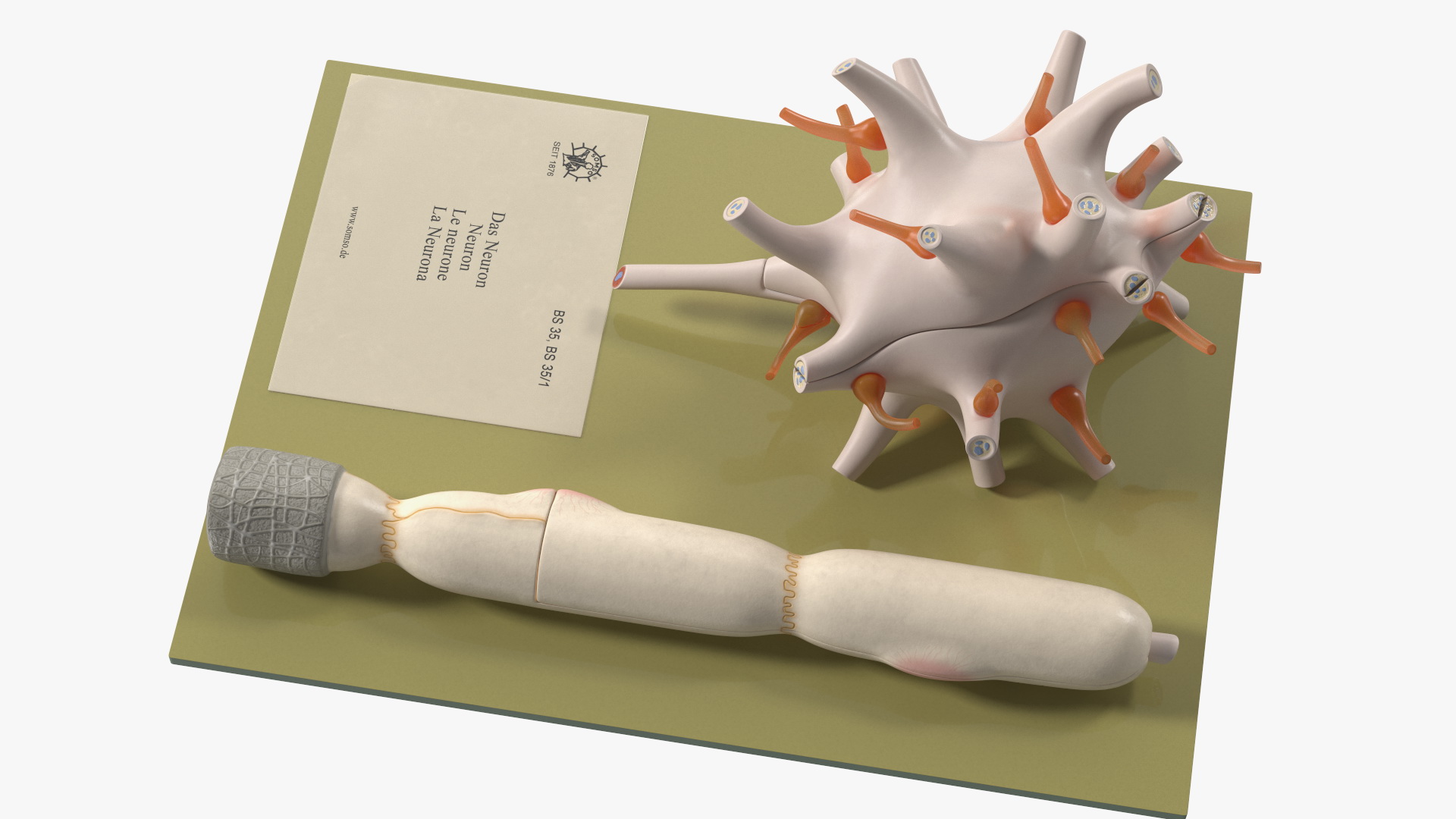 Human Neuron Model on Stand 3D