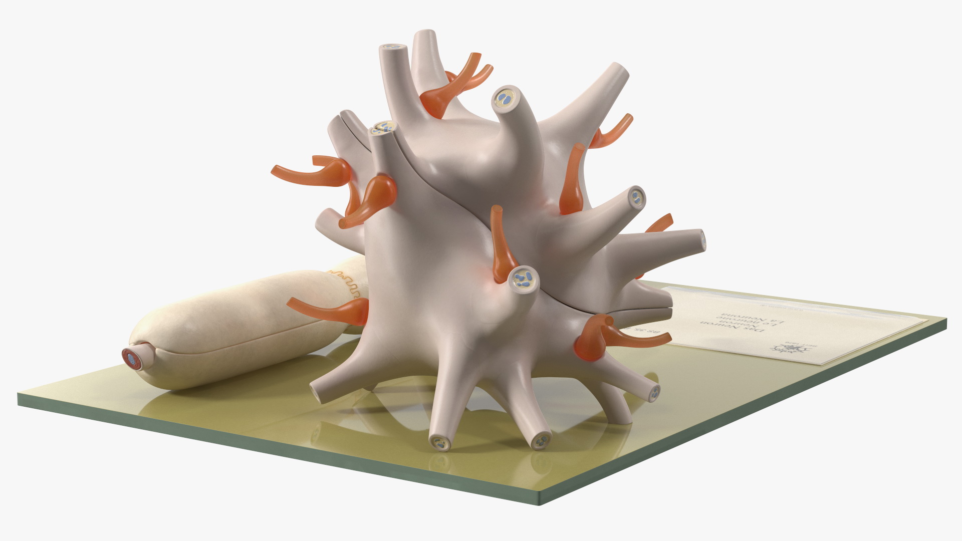 Human Neuron Model on Stand 3D