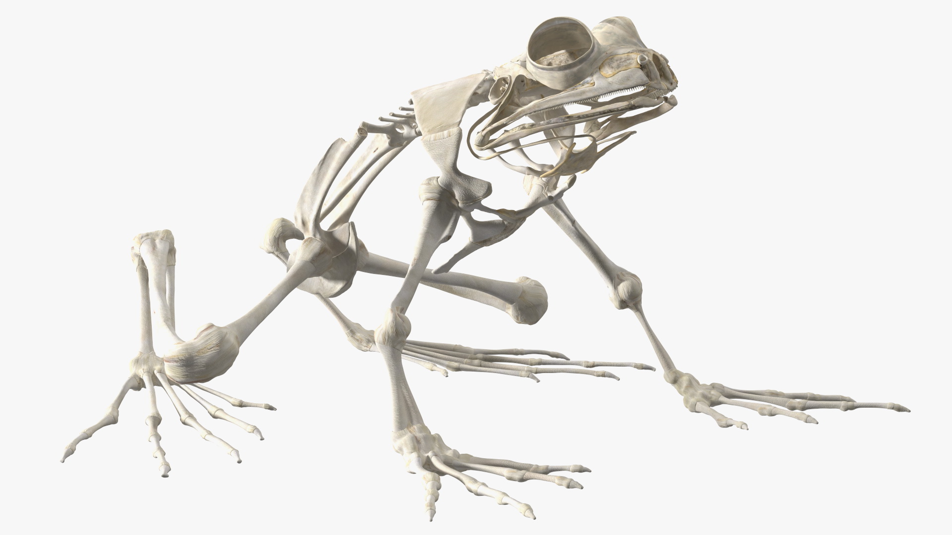 3D Frog Skeleton model