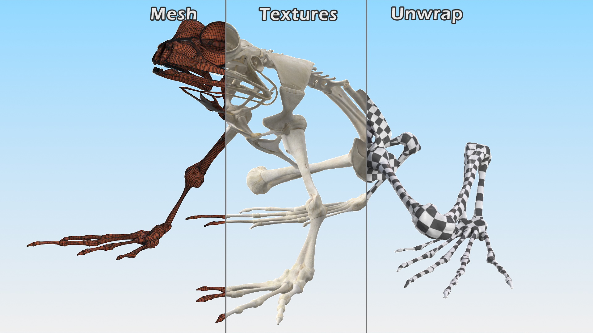 3D Frog Skeleton model