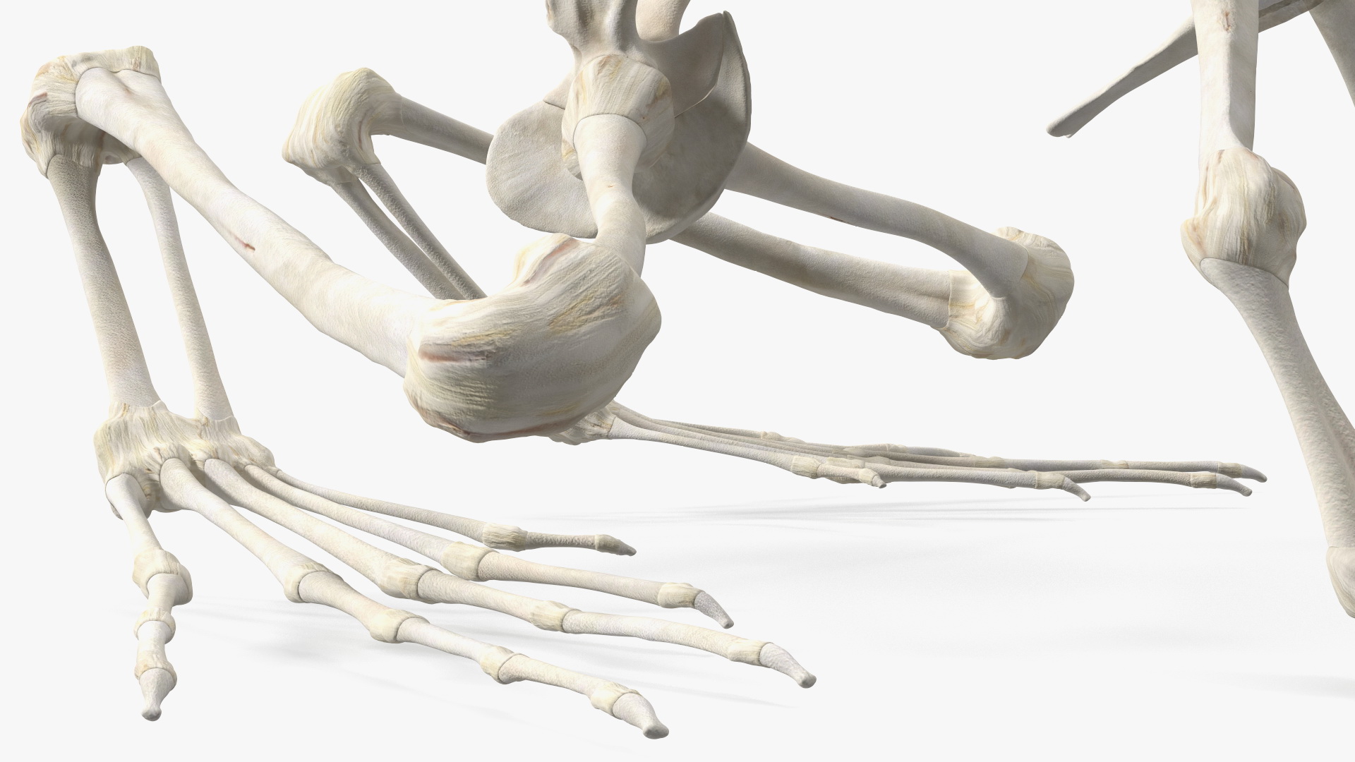 3D Frog Skeleton model